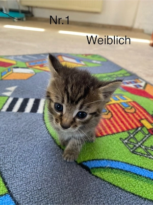 5 Katzenbabys suchen ein neues Zuhause    