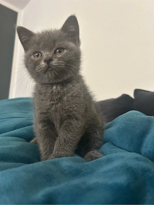 britische kurzhaar katze 