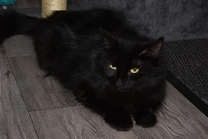   **Sechs kleine Wirbelwinde und eine liebe Katzenmama suchen ihr Zuhause** 