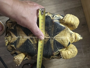 Strahlenschildkröte Bild 5