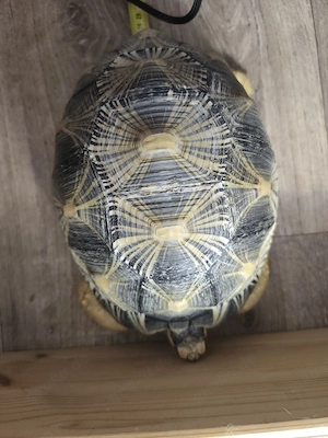 Strahlenschildkröte Bild 7