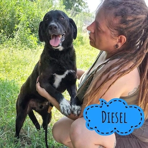 Diesel, lieber, aufmerksamer und menschenbezogener Mischling