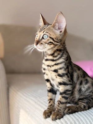 Wunderschöner Bengal Kitten  Kater 