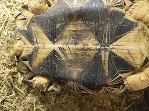 Strahlenschildkröte Bild 6