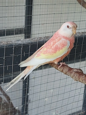Bourkesittich 