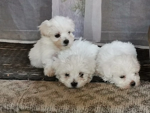 Malteser Havanese