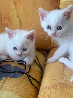 Baby Kitten BKH und Europäsch Kurzhaar