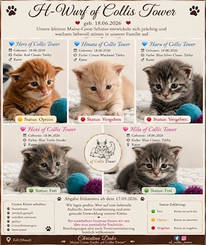 Maine Coon Kitten mit Stammbaum   aus liebevoller Hobbyzucht 
