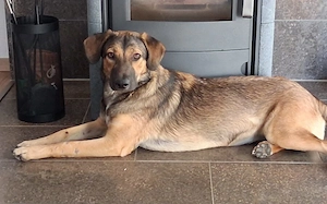 Timba sucht ein neues Zuhause