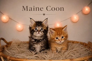 Maine Coon Kitten