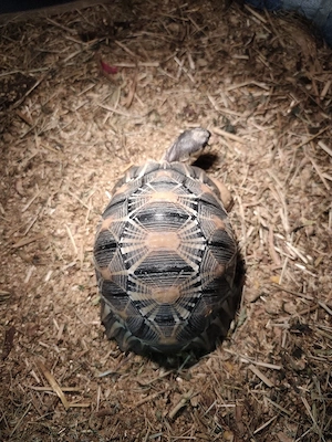 Strahlenschildkröte