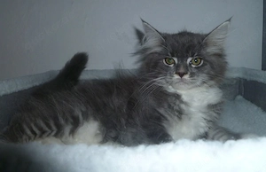 Kitten der Rasse Maine Coon