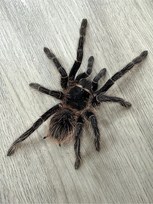 Lasiodora Parahybana 0.1 Vogelspinne 