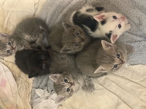 Britische Katzenbabys suchen ein liebevolles Zuhause     