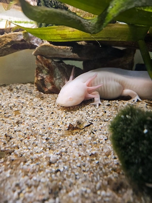 Axolotl extreme harlekin & ghost 0.0.2 zu verkaufen