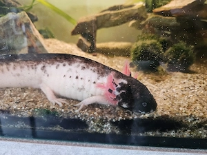 Axolotl extreme harlekin & ghost 0.0.2 zu verkaufen