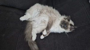 Wunderschöne Ragdoll 