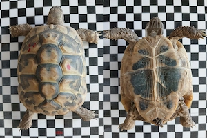 Testudo hermanni - Griechische Landschildkröten NZ 2022
