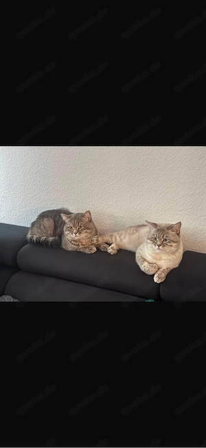 2 katze zum verkaufen
