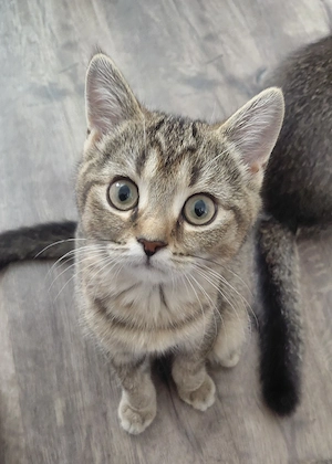 BKH Kitten Golden Tabby   sofort abgabebereit