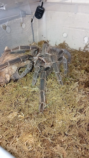 Lasiodora Parahybana   