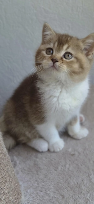 Kleine schmusige typvolle Katzendame in chocolate tabby mit Ahnentafel
