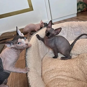   Reinrassige kanadische Sphynx Kitten-4 einzigartige    Babys suchen liebevolles Zuhause 
