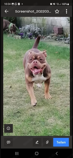 Pocket Bully in beste Hände abzugeben