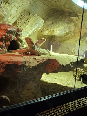 Zwergbartagamen Pärchen mit terrarium abzugeben pforzheim