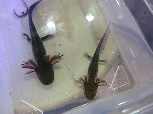 Letzten 2 junge Axolotl