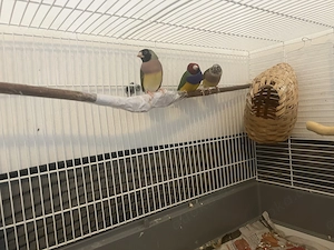 Wunderschöne Vögel suchen ein neues Zuhause