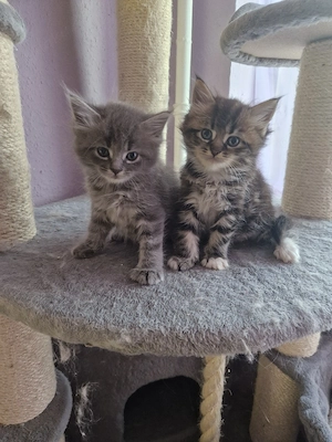2 ragcoon super verschmust 