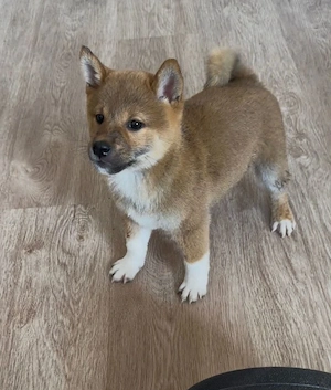 Shiba Inu Rüde