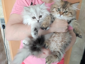 3  BKH Kitten, abgabebereit