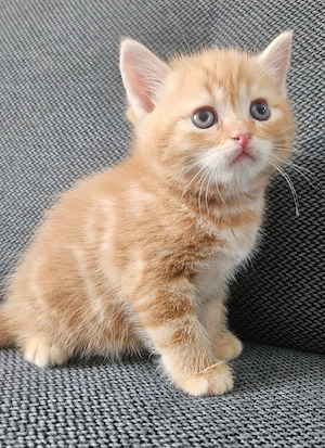 Süße BKH Kitten  
