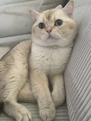 Britisch Kurzhaar Kater 