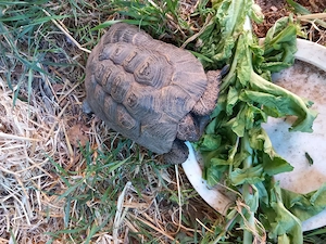 Maurische Landschildkröte(Testudo graeca) 20 Jahre alt, mit Papieren