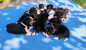 Beagle Welpen Tricolor - Reinrassig (noch 5 Welpen)