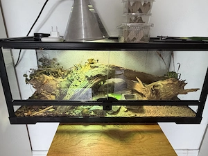 Terrarium mit Beleuchtung und Bartagame 