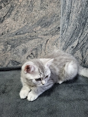 BKH Baby Katzen 