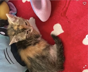 Verkaufen 2 Katzen Babys 