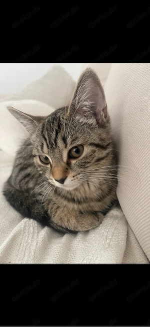 Schweren Herzens suche ich ein liebevolles Zuhause für meine Katzen Nala und Ella     
