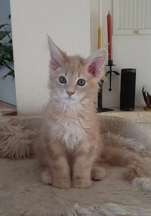 Maine Coon kitten Reinrassig 