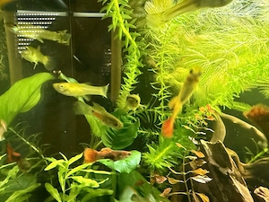 Guppys Männlich & Weiblich