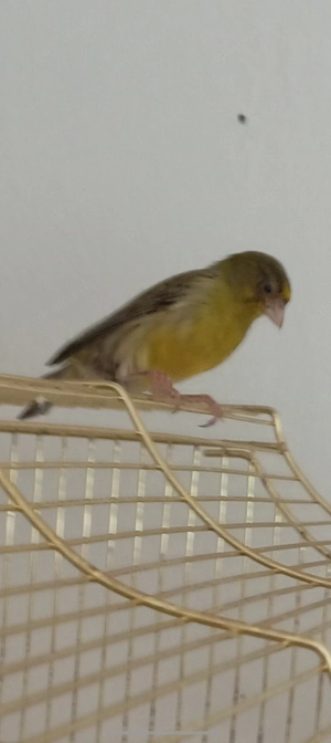Kanarienvogel Weibchen Mischling von 2025 