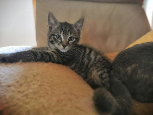 Babykatze Kitten Kätzchen