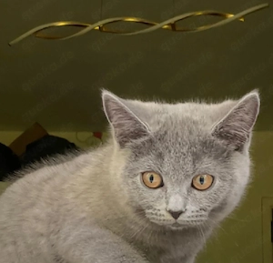 BKH Kitten Katze Babykatze 