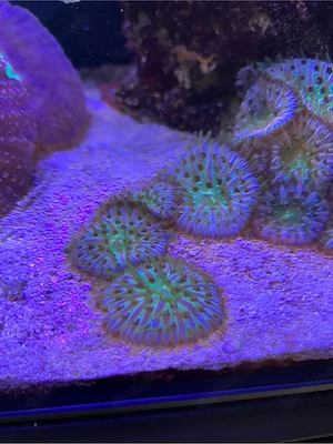 koralle fungia rainbow
