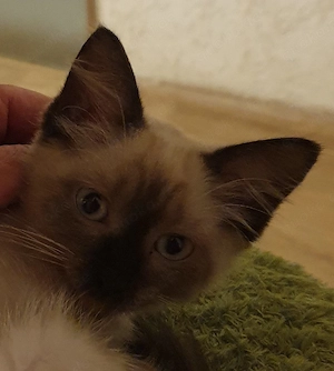 3 wunderschöne Ragdollkitten Mädels sins ab sofort abzugeben 