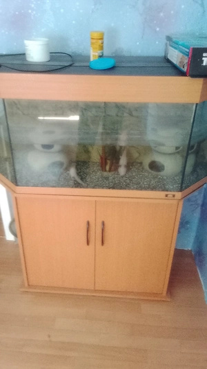 Aquarium mit 2 weißen Axolotl   komplett abzugeben
